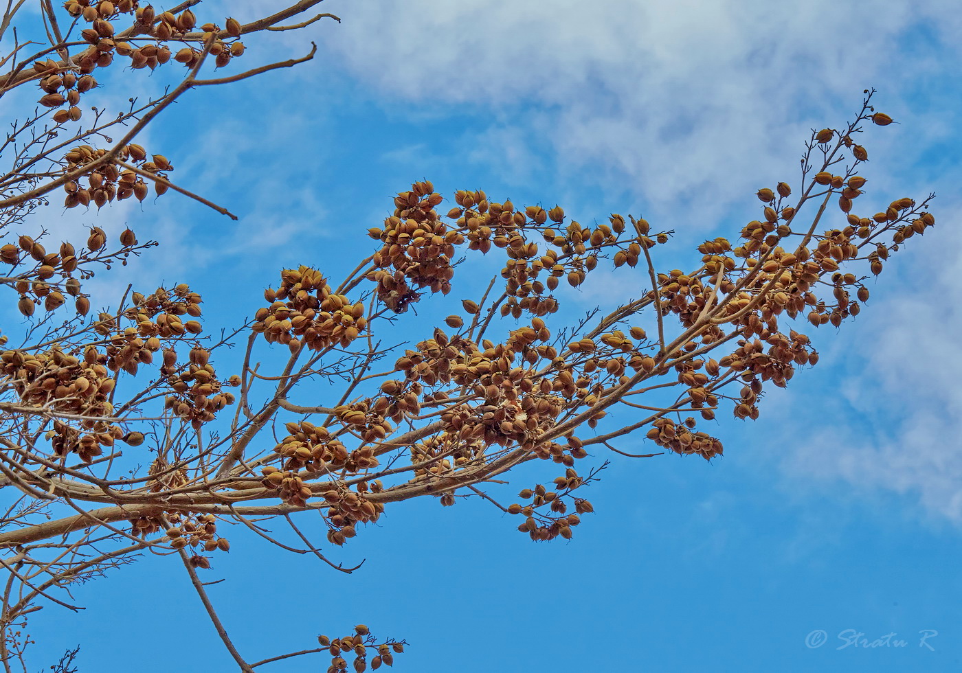 Image of Paulownia tomentosa specimen.