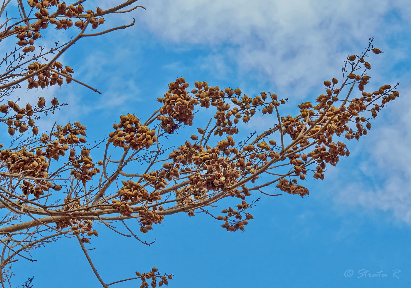 Изображение особи Paulownia tomentosa.