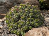 Euphorbia ferox