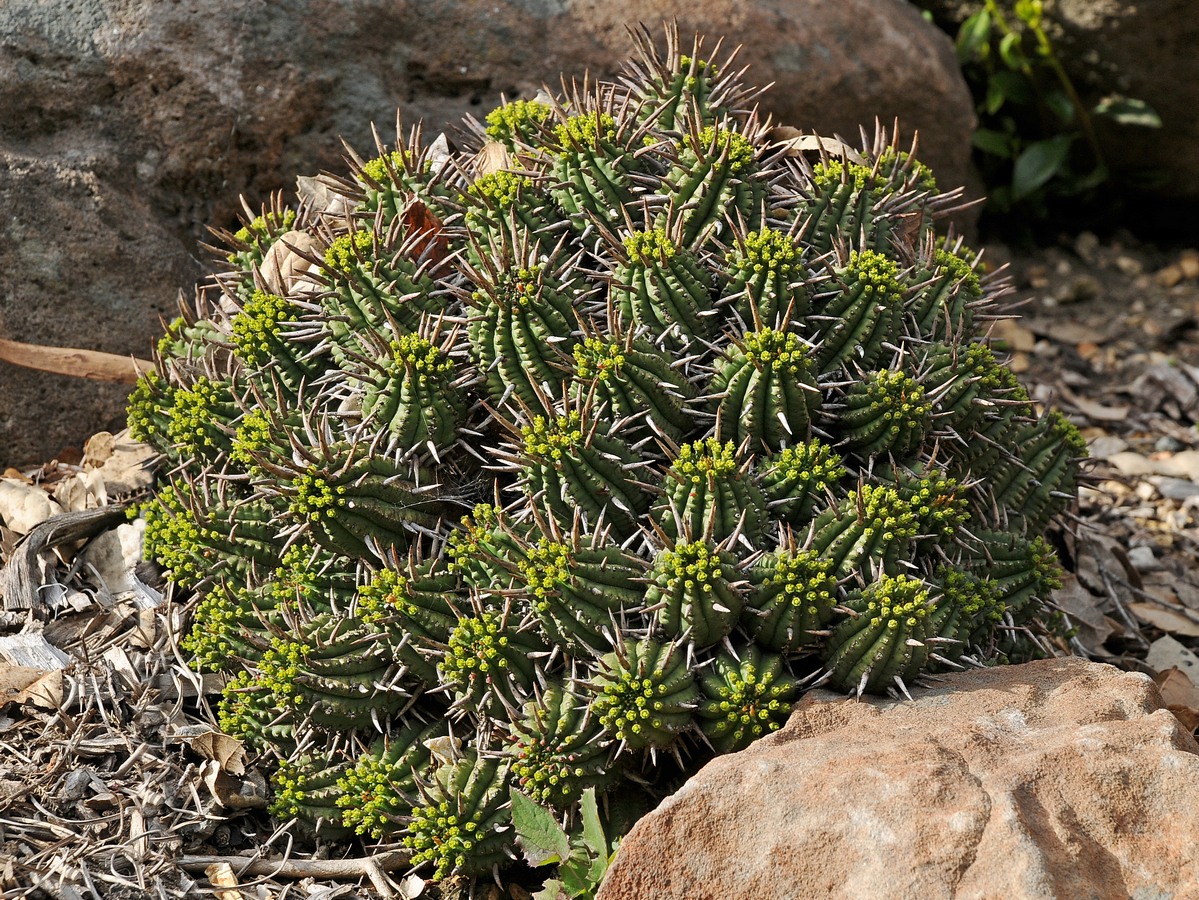 Image of Euphorbia ferox specimen.