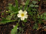 Primula vulgaris. Цветок. Респ. Адыгея, Майкопский р-н, пос. Гузерипль, территория гостиницы \"Энектур\". 26.03.2017.