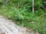 Solanum undatum. Цветущее и плодоносящее растение на обочине дороги. Таиланд, о-в Пхукет, курорт Ката. 19.01.2017.