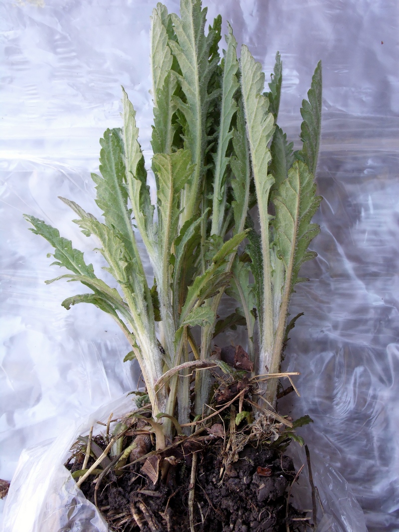 Изображение особи Senecio grandidentatus.