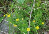 Potentilla erecta