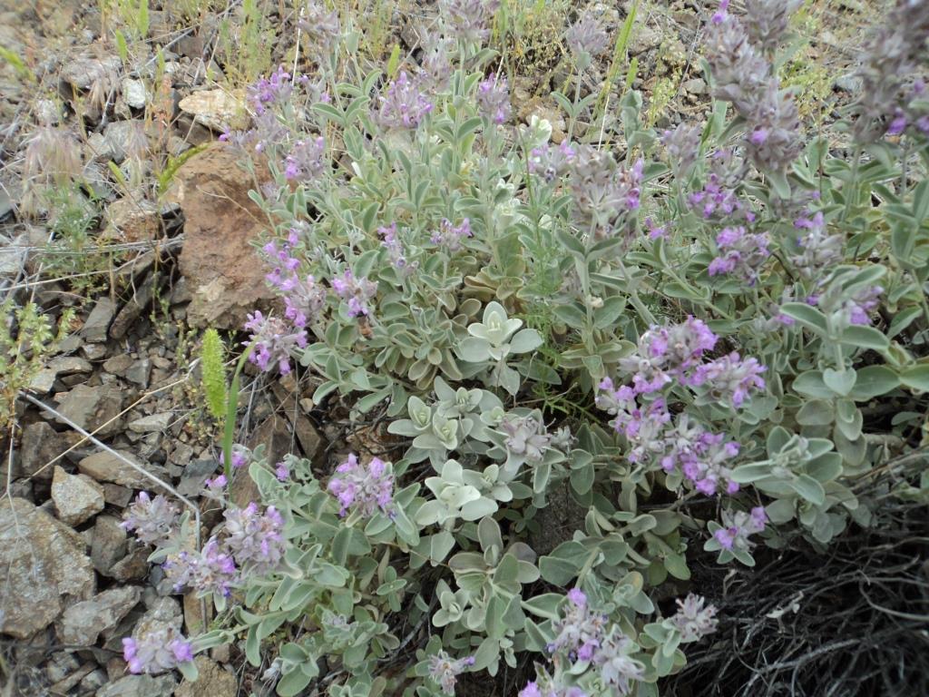 Изображение особи род Stachys.