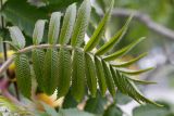 Rhus typhina