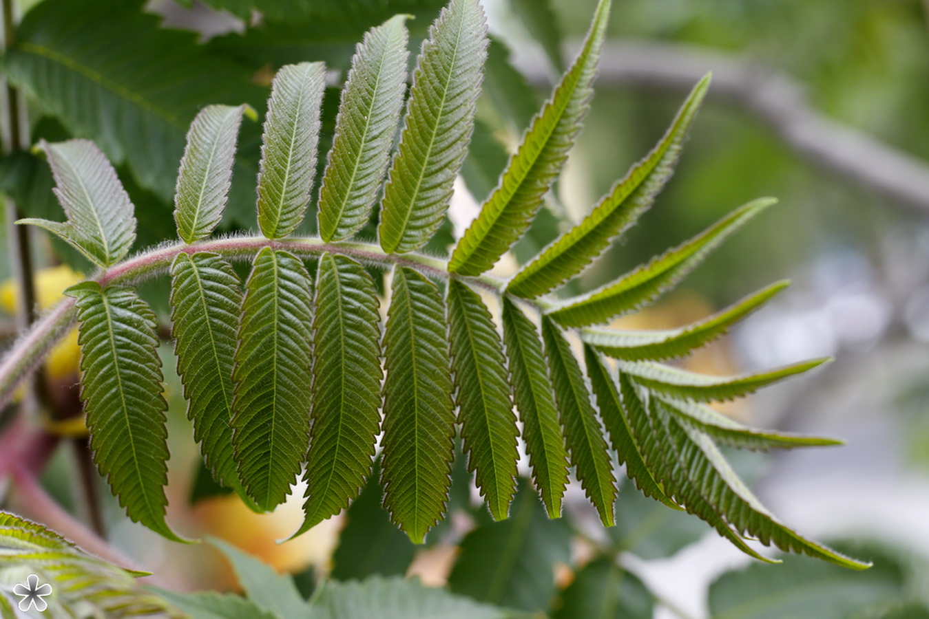 Изображение особи Rhus typhina.