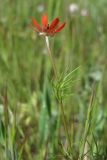 Adonis flammea. Побег с цветком. Крым, Сакский р-н, нарушенная степь в окр. села Карьерное. 7 мая 2015 г.