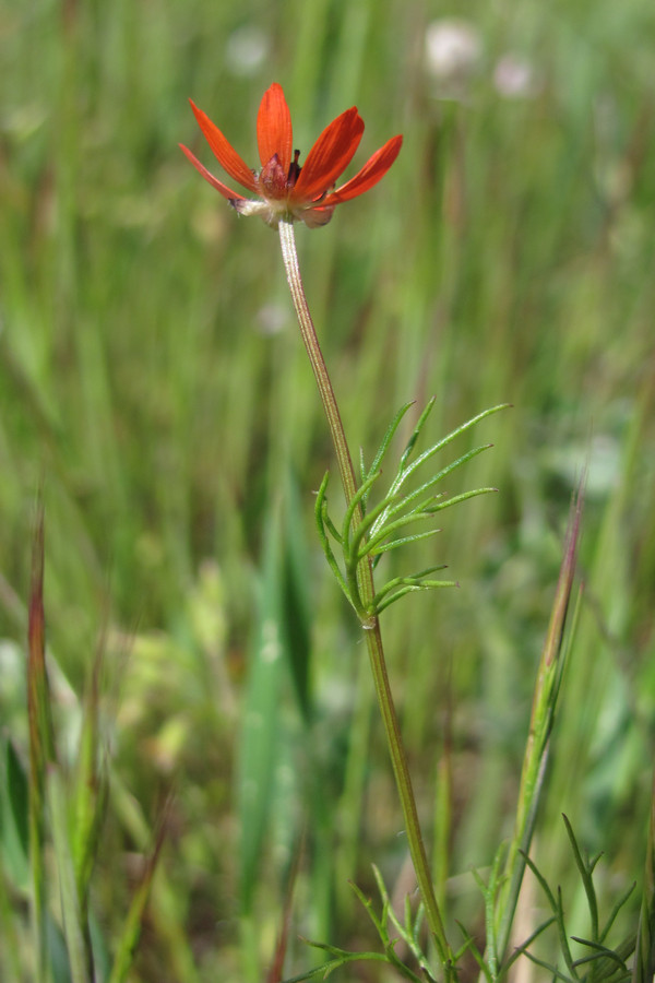 Изображение особи Adonis flammea.