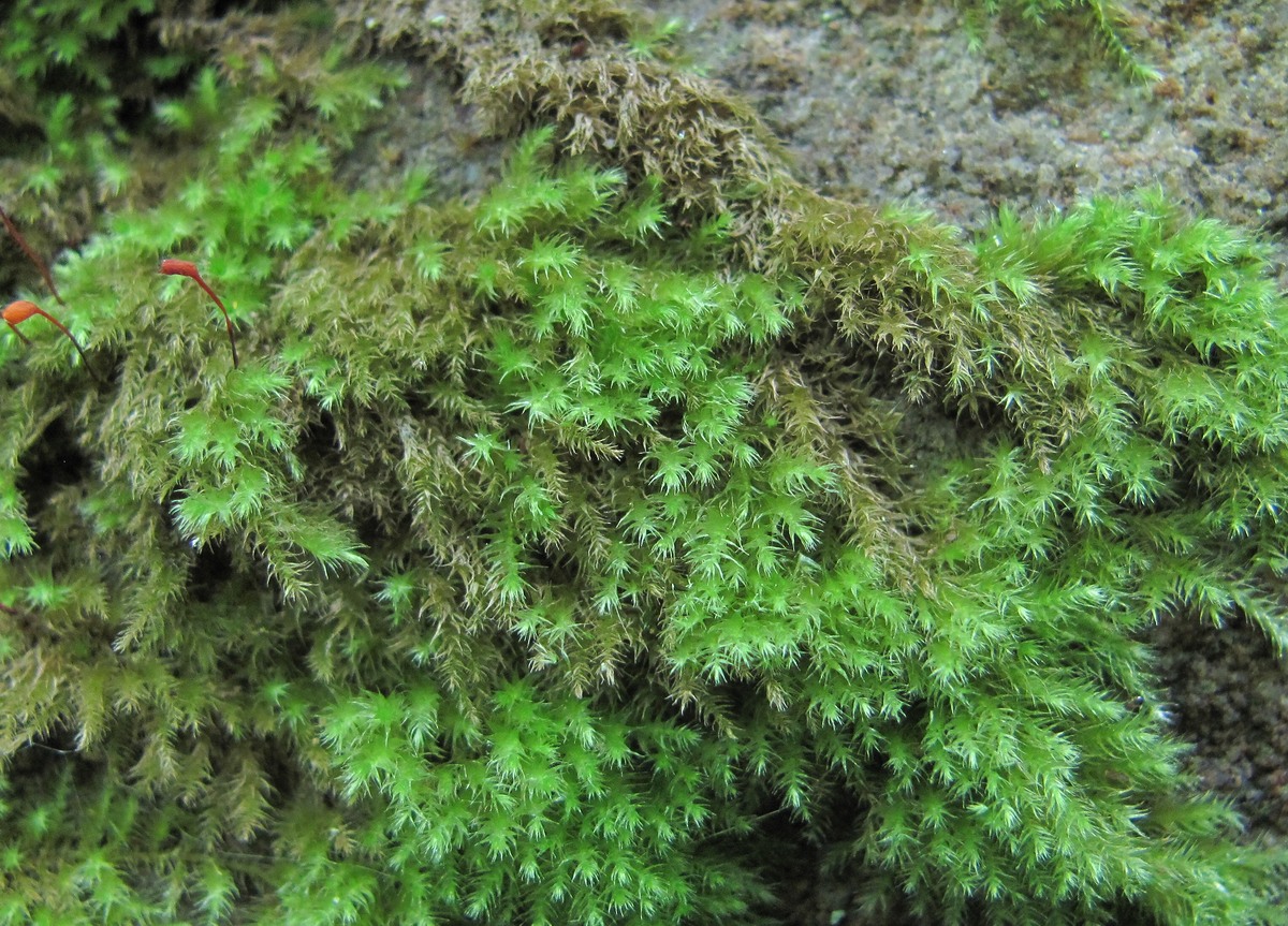 Image of familia Brachytheciaceae specimen.