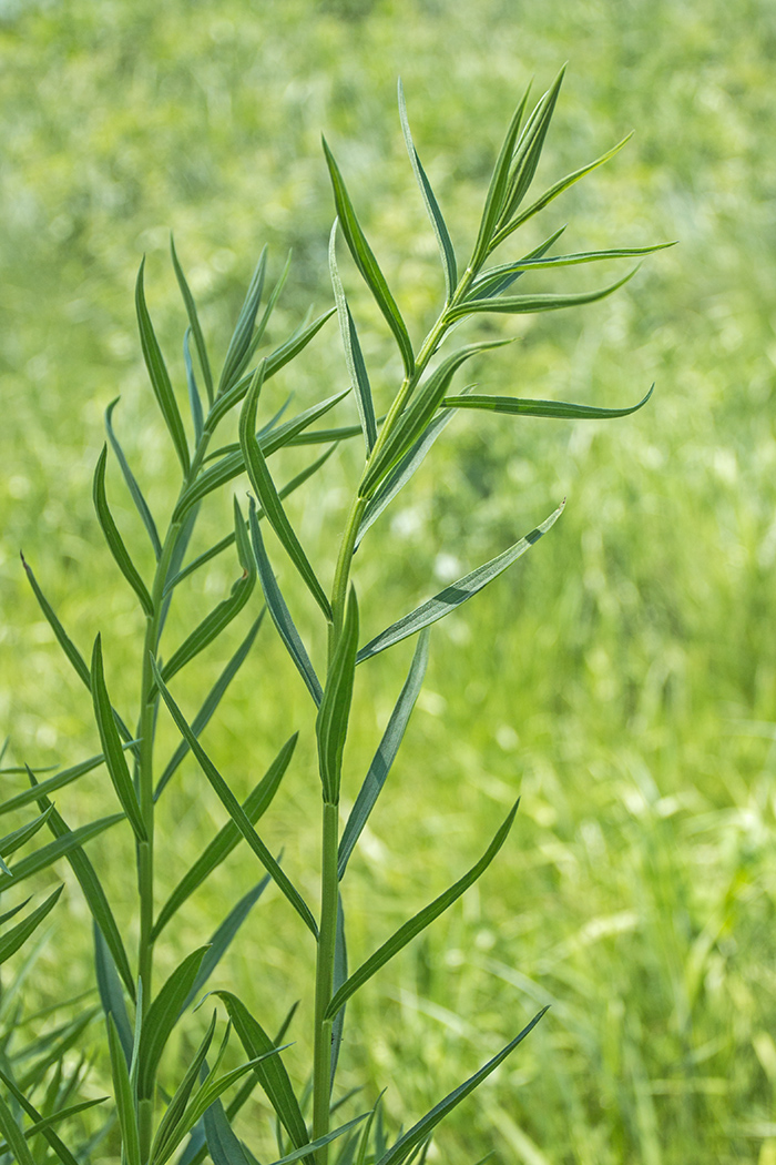 Image of genus Galatella specimen.