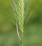 род Hordeum