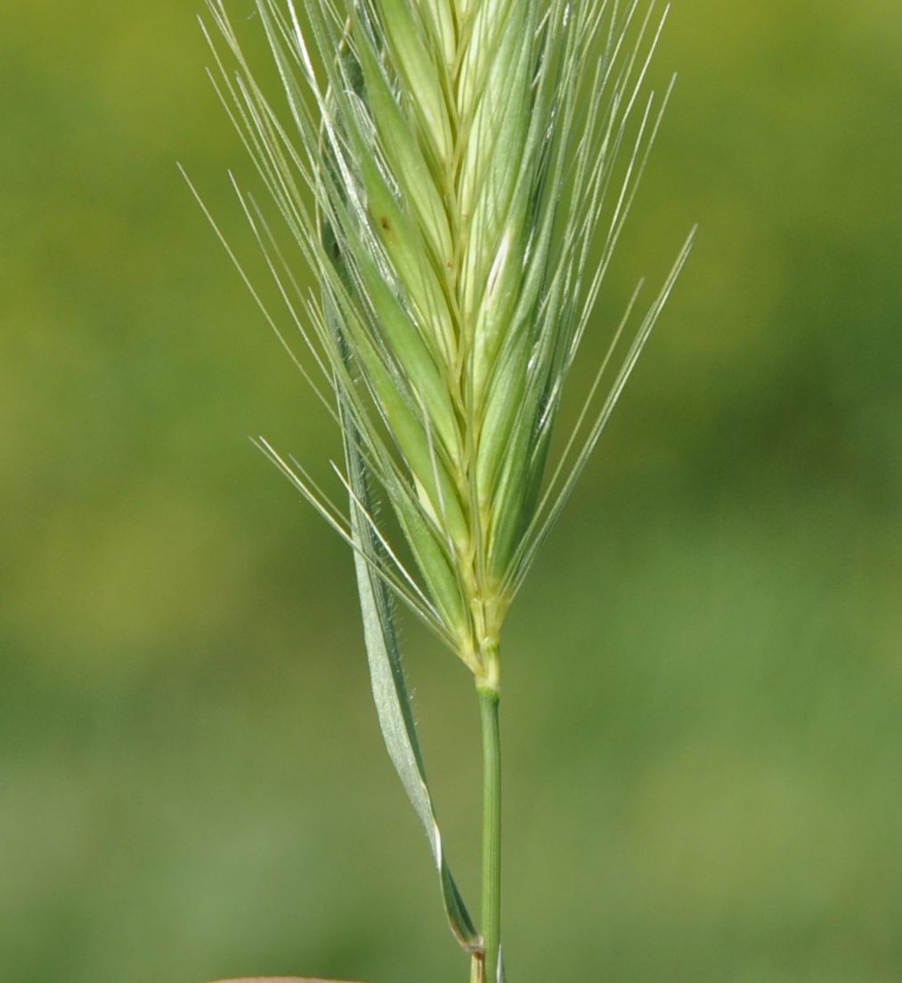 Image of genus Hordeum specimen.