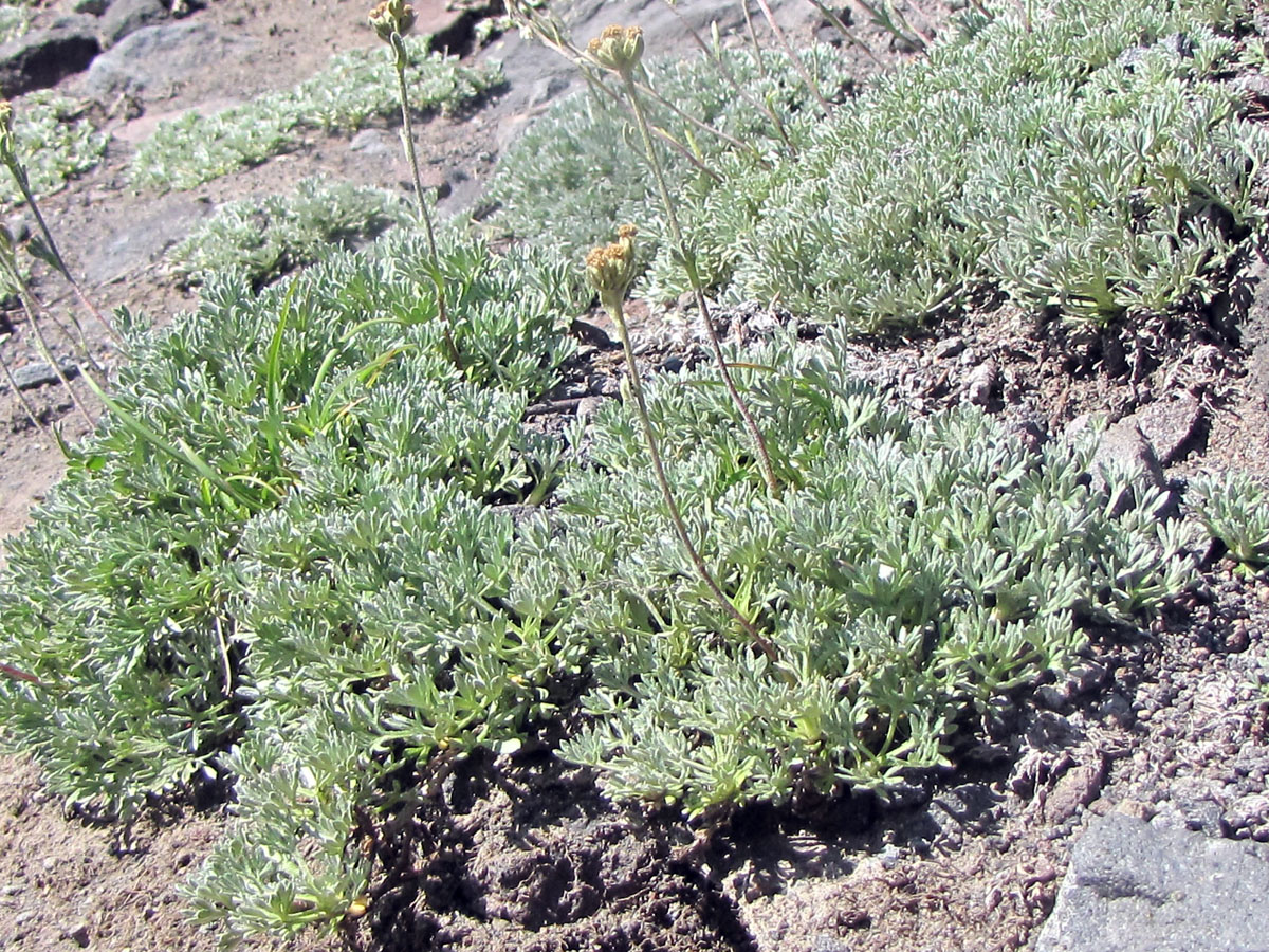 Изображение особи Artemisia glomerata.