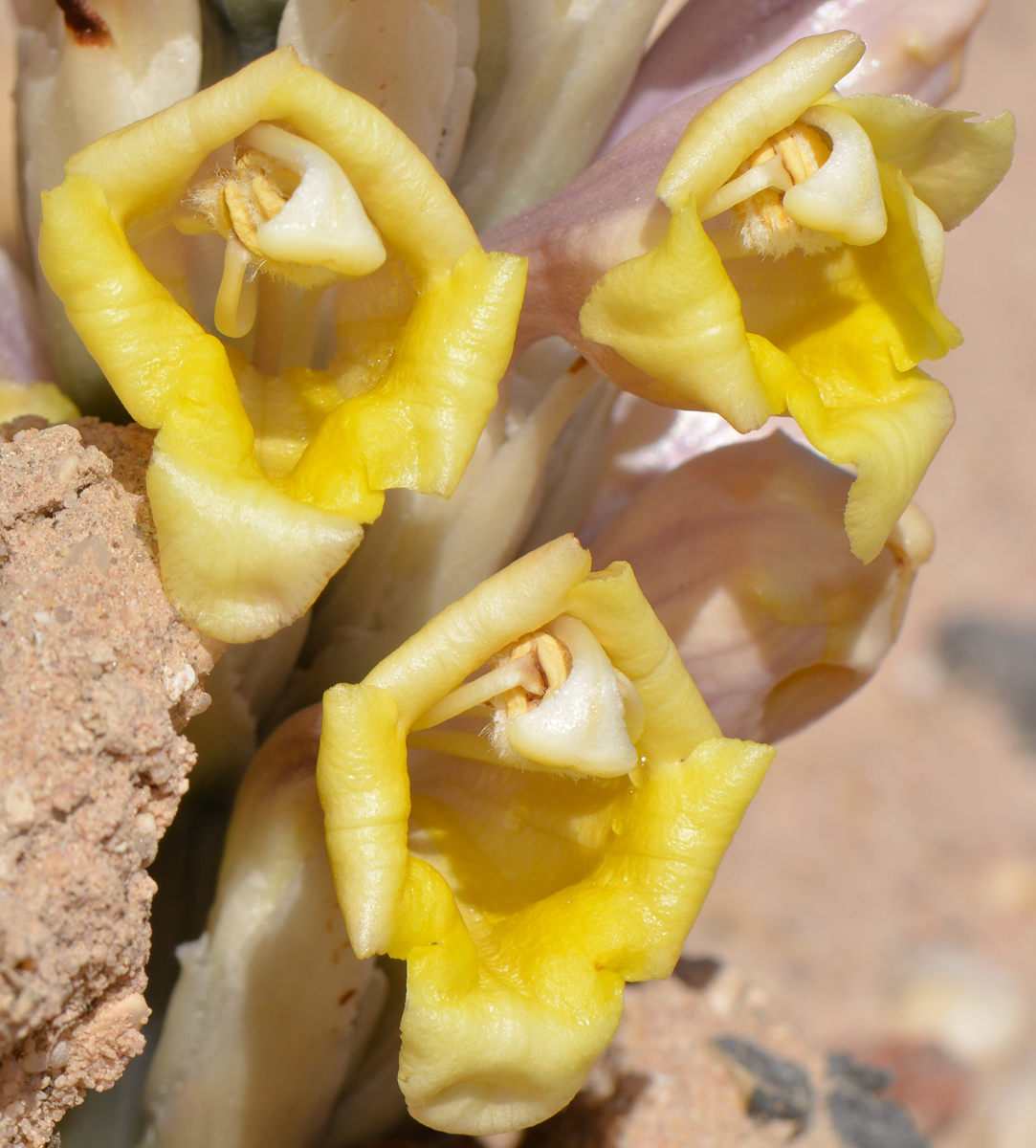 Image of Cistanche tubulosa specimen.