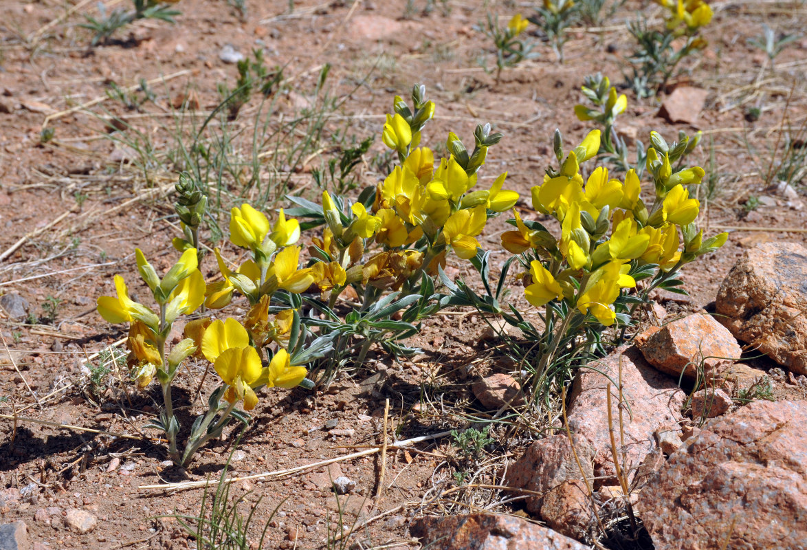 Image of Thermopsis mongolica specimen.