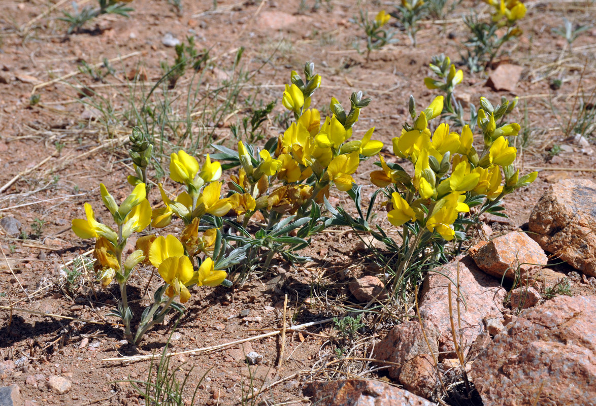 Изображение особи Thermopsis mongolica.