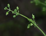 Scrophularia amgunensis. Часть соцветия. Приморский край, Ольгинский р-н, окр. с. Пермское, долина р. Аввакумовка на левом берегу, скала Чёртов Утёс, каменистая россыпь у подножья скал. 04.07.2017.