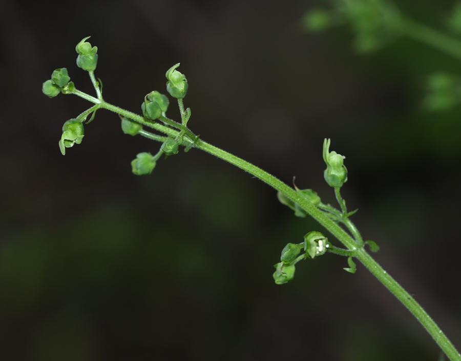 Изображение особи Scrophularia amgunensis.