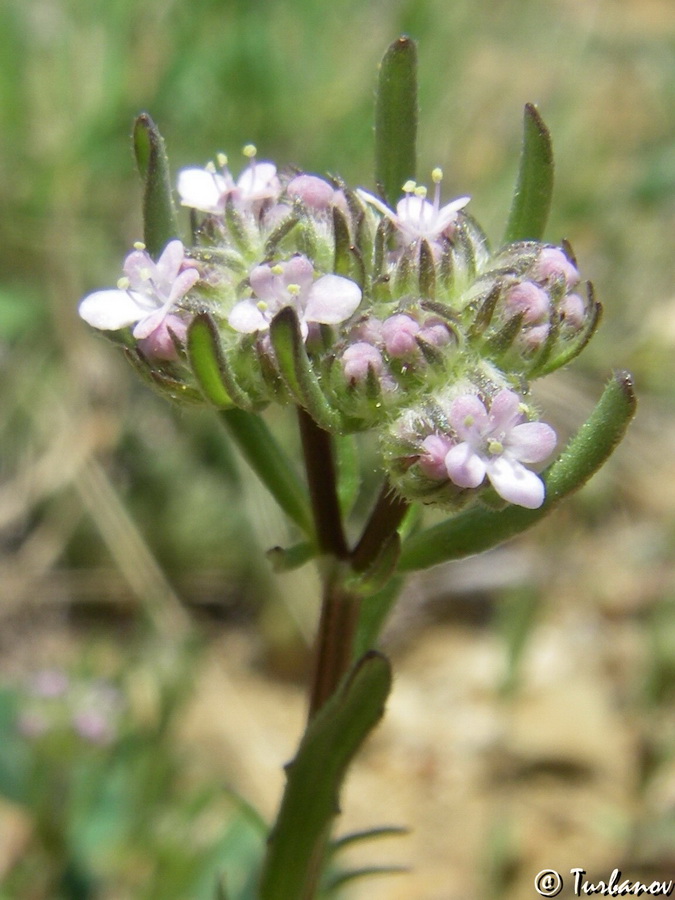 Image of genus Valerianella specimen.