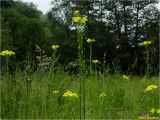 Bunias orientalis