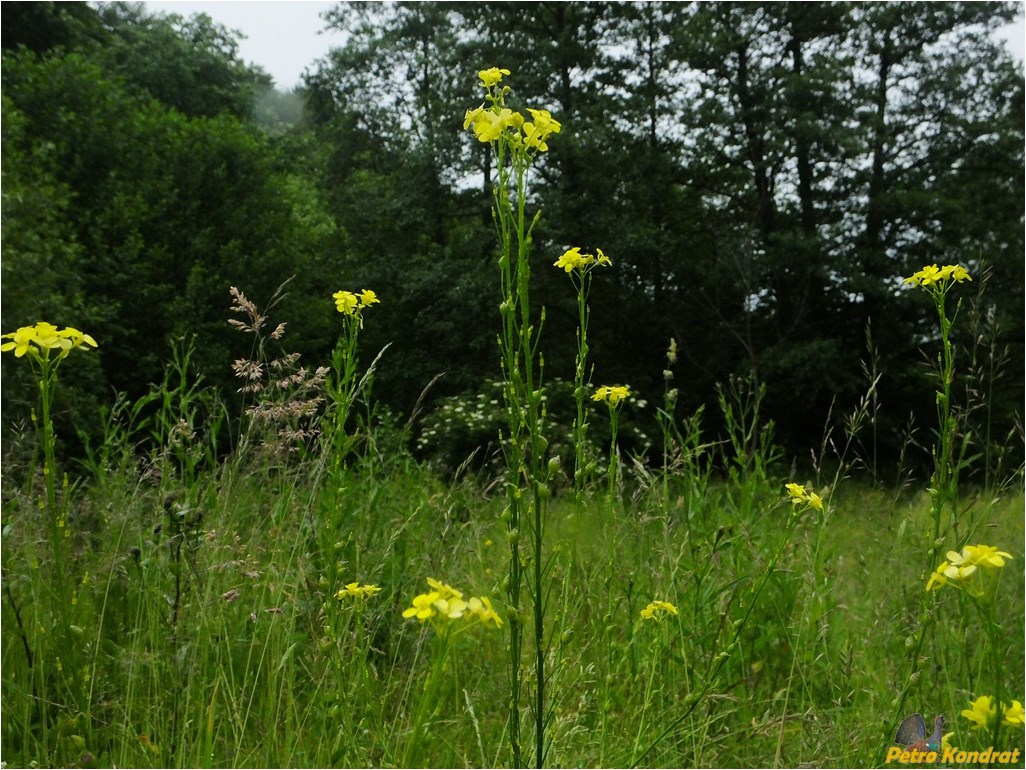 Image of Bunias orientalis specimen.