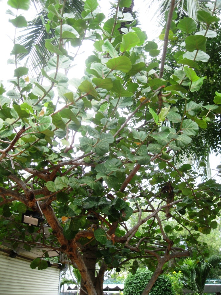 Image of Coccoloba uvifera specimen.