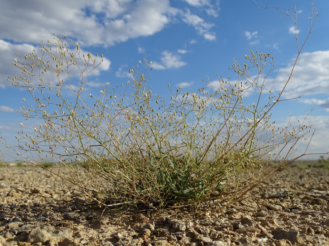 Image of Gypsophila diffusa specimen.