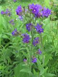genus Anchusa. Верхняя часть цветущего растения. Москва, ГБС РАН. 18.07.2017.