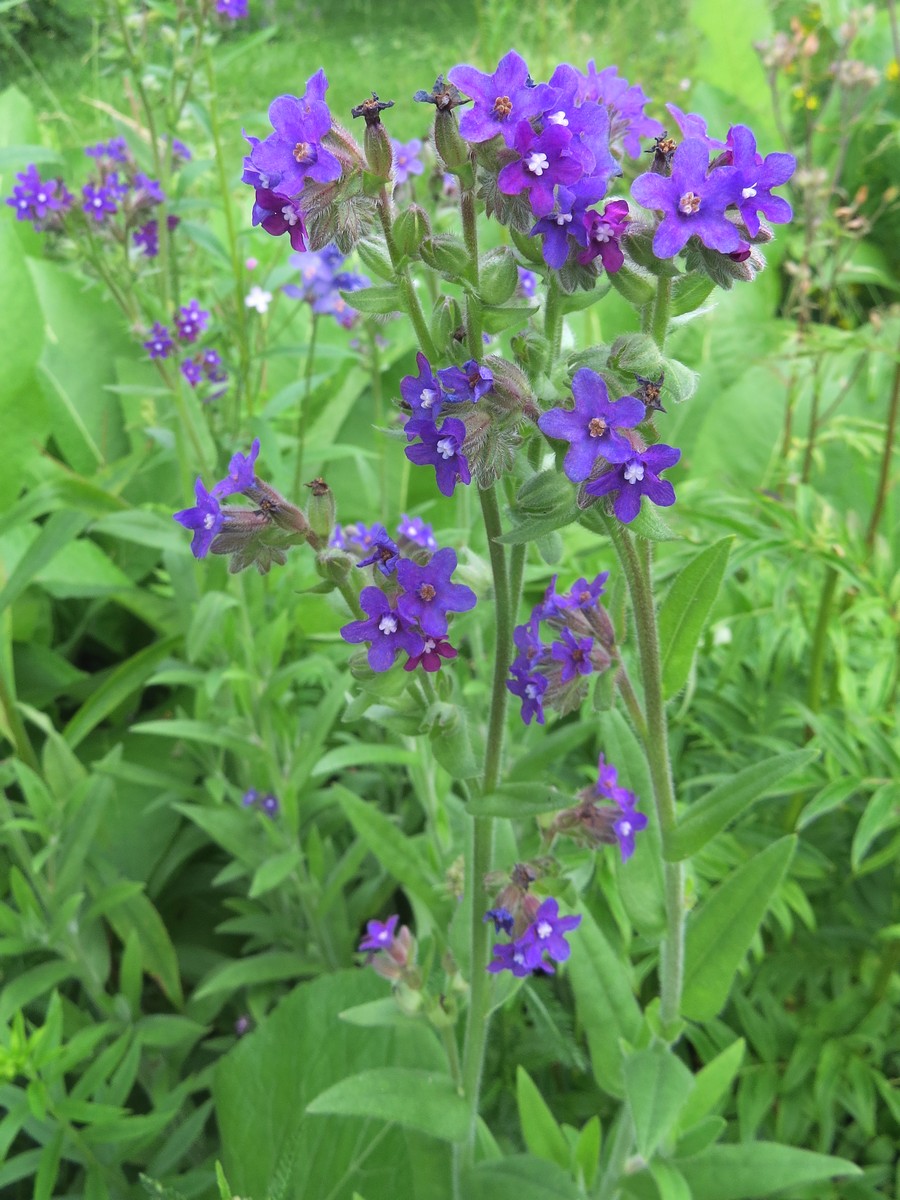 Изображение особи род Anchusa.