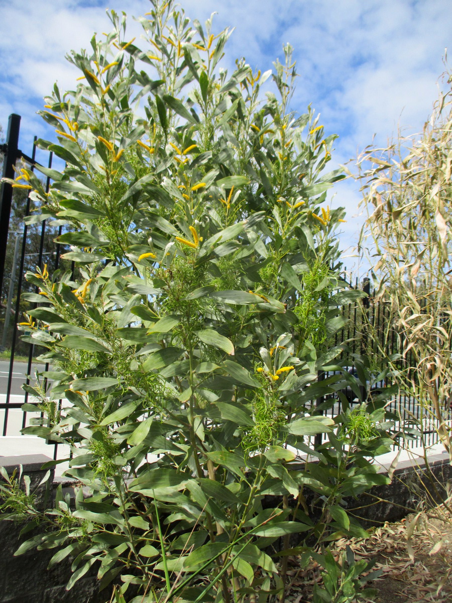 Image of Acacia holosericea specimen.