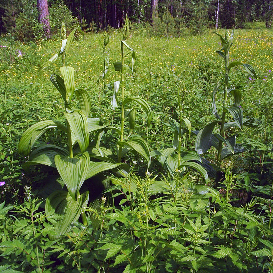 Image of Veratrum lobelianum specimen.