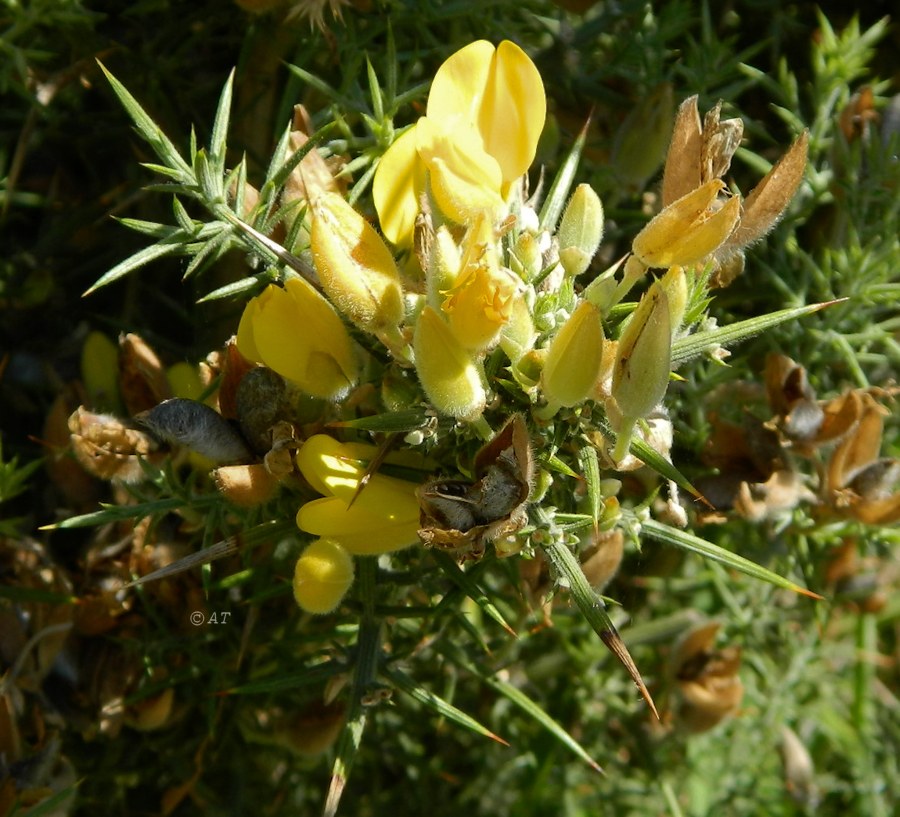 Изображение особи Ulex europaeus.