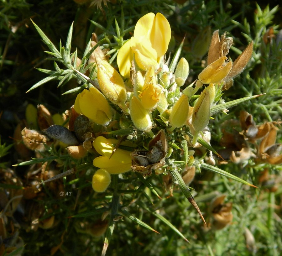 Изображение особи Ulex europaea.