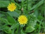 Sonchus asper. Верхушка побега с распустившимися и отцветшими соцветиями. Украина, Ивано-Франковская обл., Болеховский горсовет, Поляницкий сельсовет, Поляницкий региональный ландшафтный парк, буковый лес, поляна. 12.09.2017.