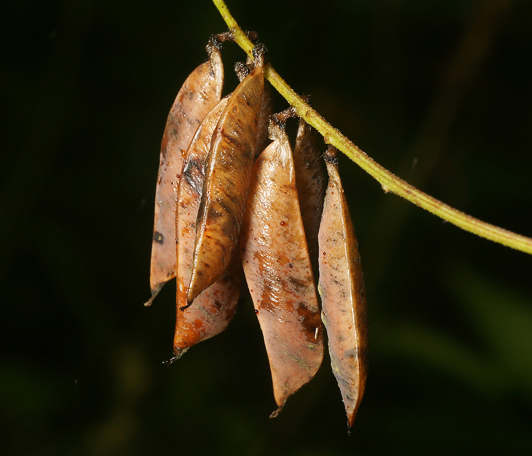 Image of Vicia cracca specimen.