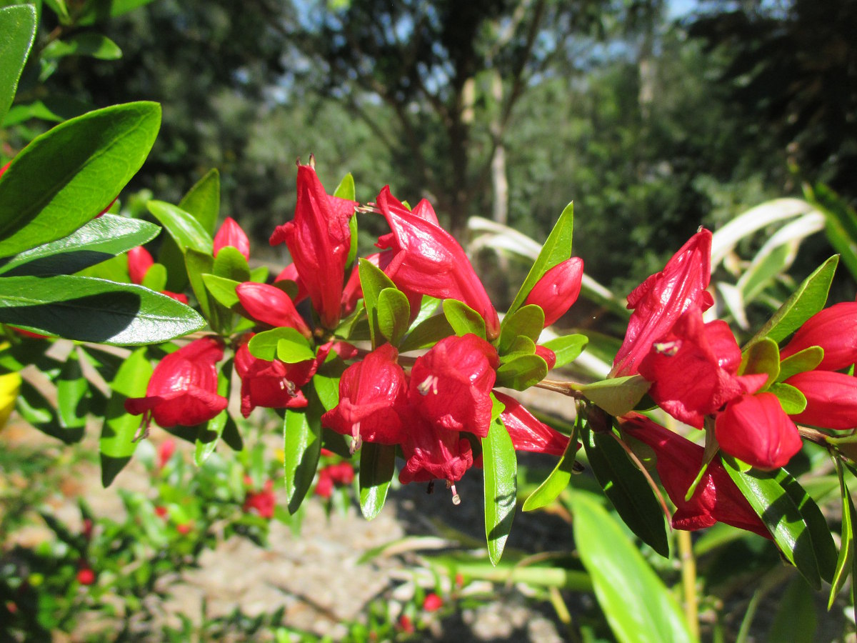 Image of Graptophyllum excelsum specimen.