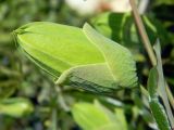 Passiflora caerulea