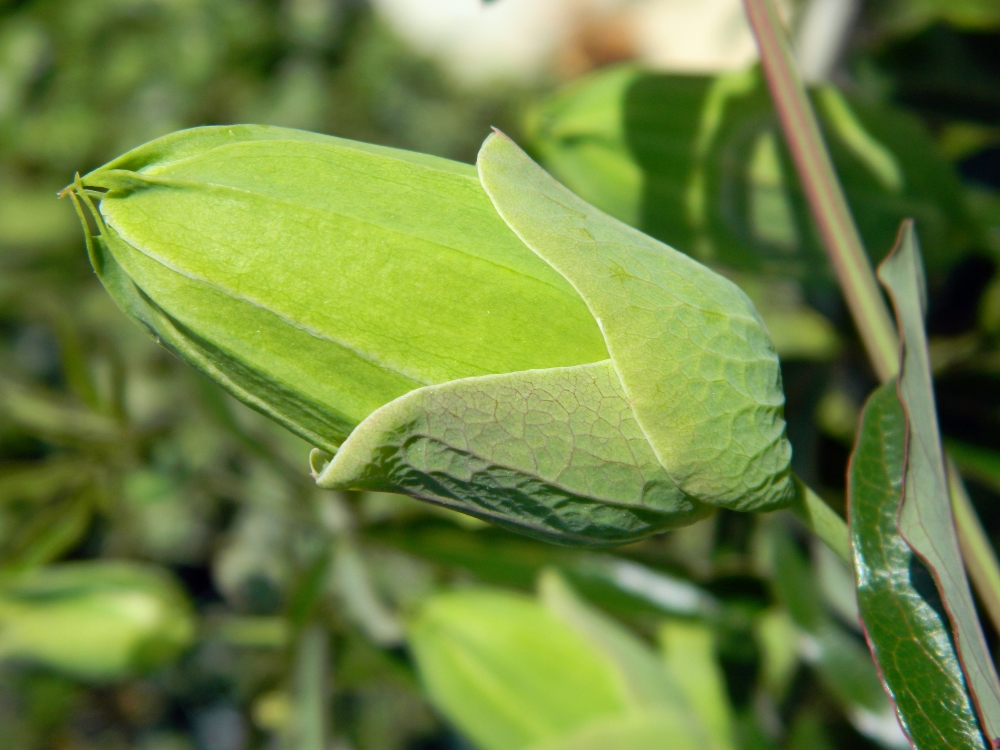 Изображение особи Passiflora caerulea.