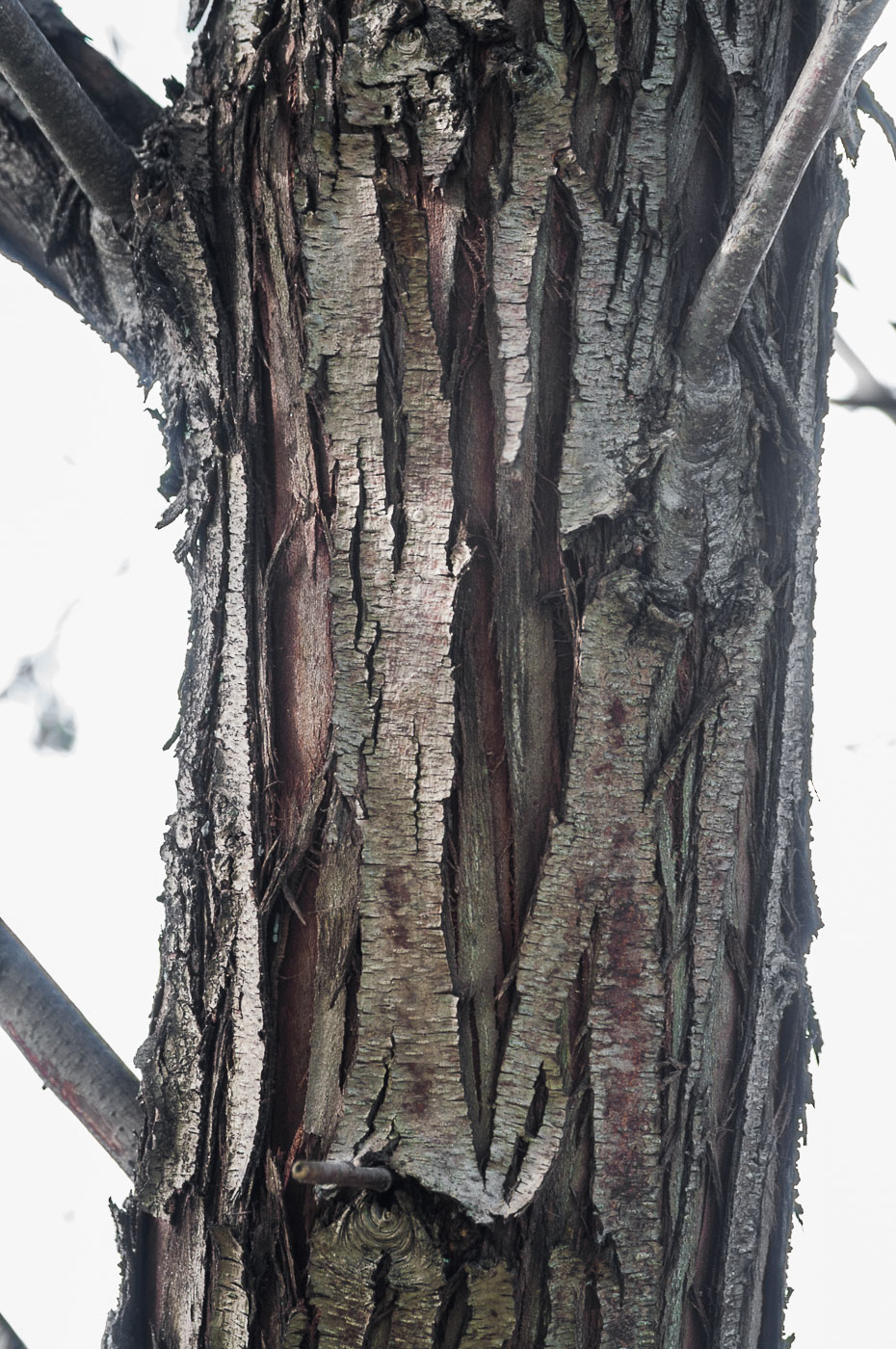 Image of Elaeagnus angustifolia specimen.