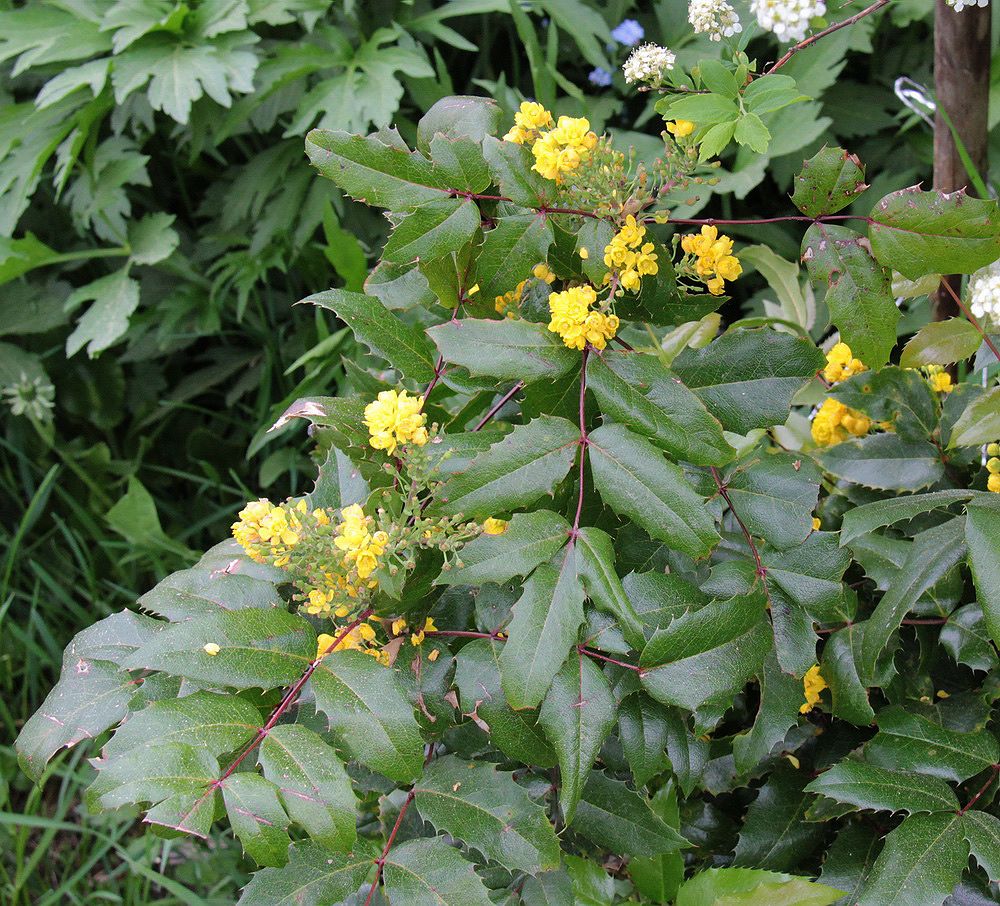 Image of Mahonia aquifolium specimen.