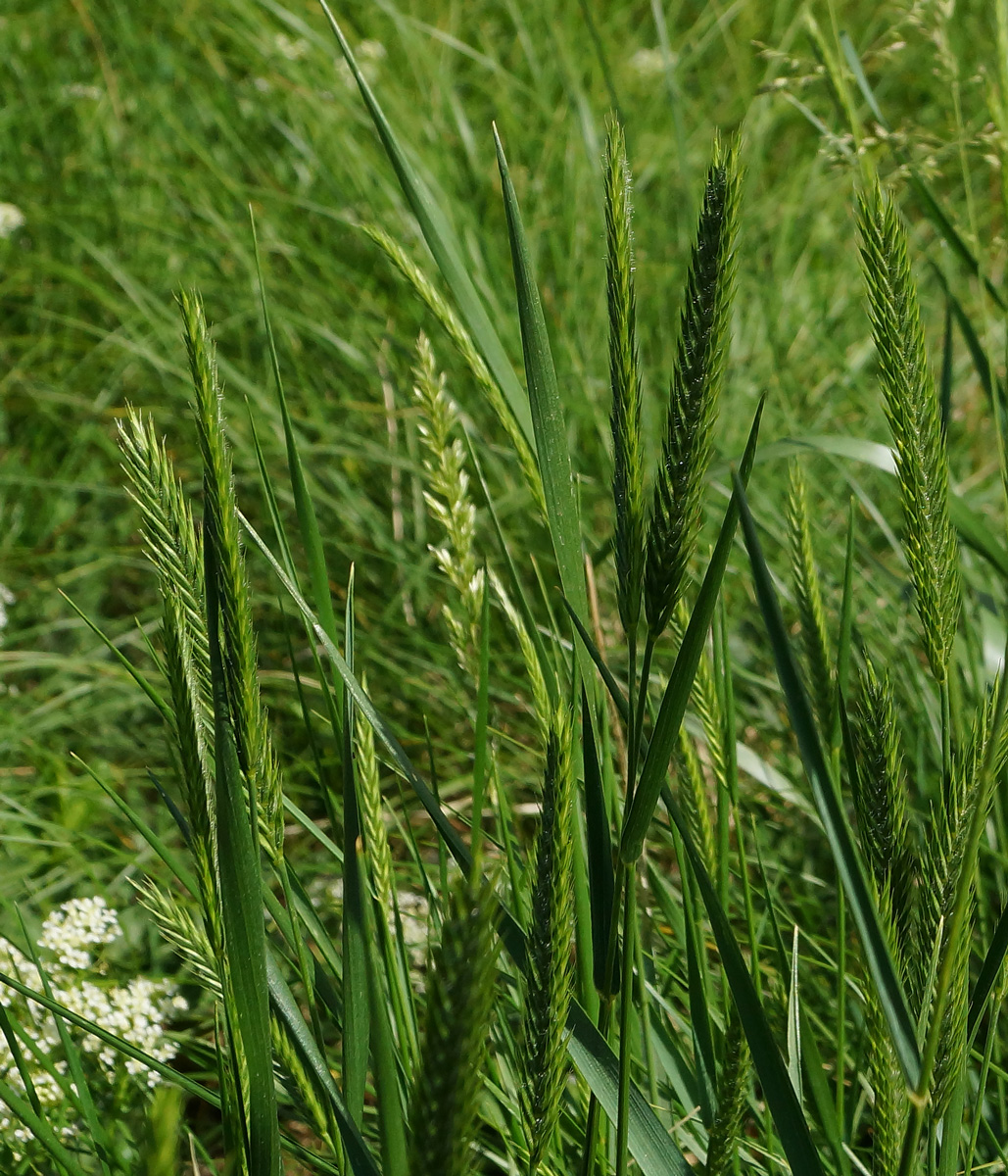 Image of Agropyron pectinatum specimen.