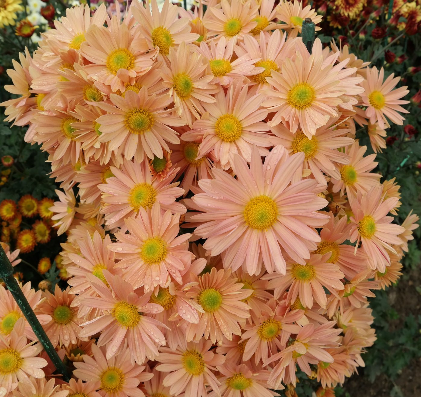 Image of Chrysanthemum indicum specimen.