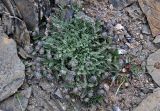 Astragalus nivalis. Отцветающее растение. Таджикистан, Фанские горы, окр. Мутного озера, ≈ 3500 м н.у.м., каменистый сухой склон. 02.08.2017.