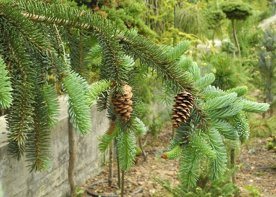 Изображение особи Picea asperata.