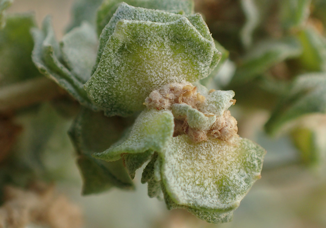 Image of Atriplex halimus specimen.