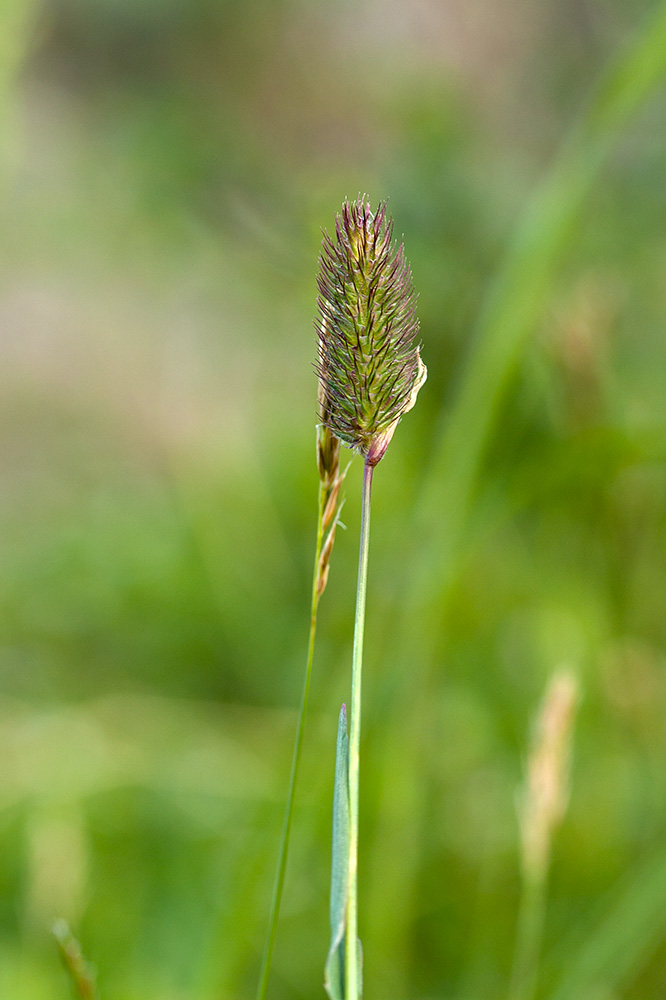 Изображение особи Phleum alpinum.