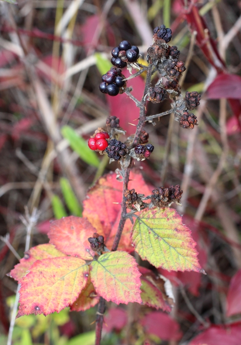 Изображение особи Rubus sanctus.