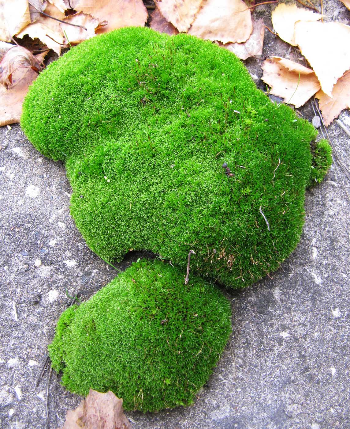 Image of class Bryopsida specimen.