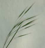 Anisantha sterilis